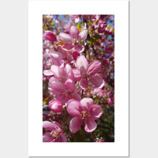 Pink Apple Blossoms in Spring Posters and Art